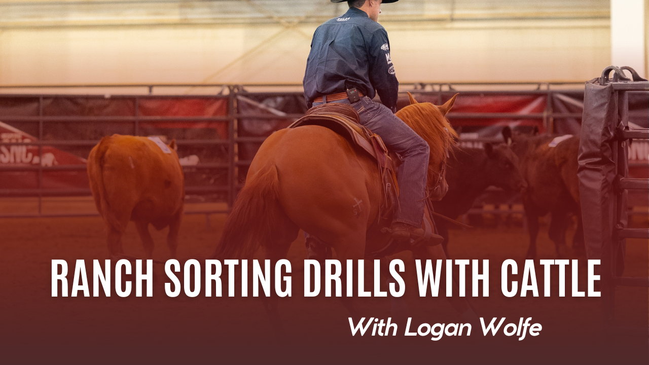 Ranch Sorting Drills With Cattle