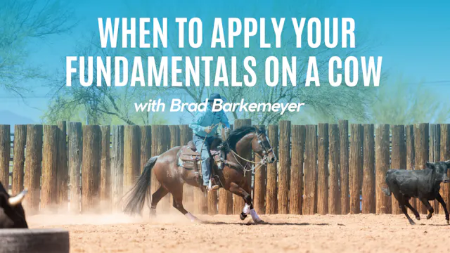 When to Apply Your Fundamentals on a Cow