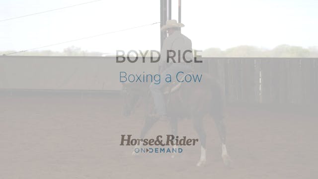 Boxing a Cow