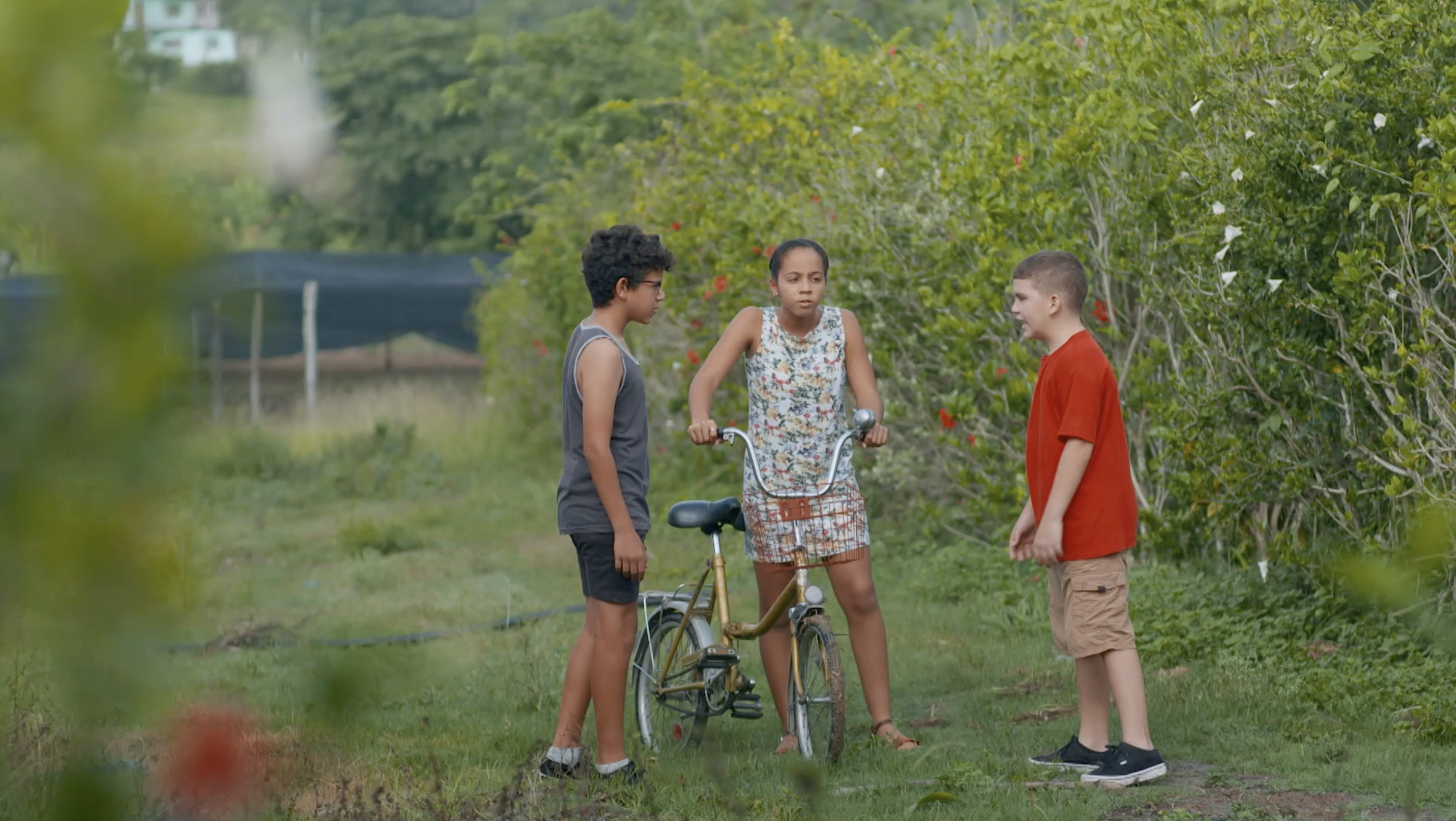 Por culpa de las gallinas