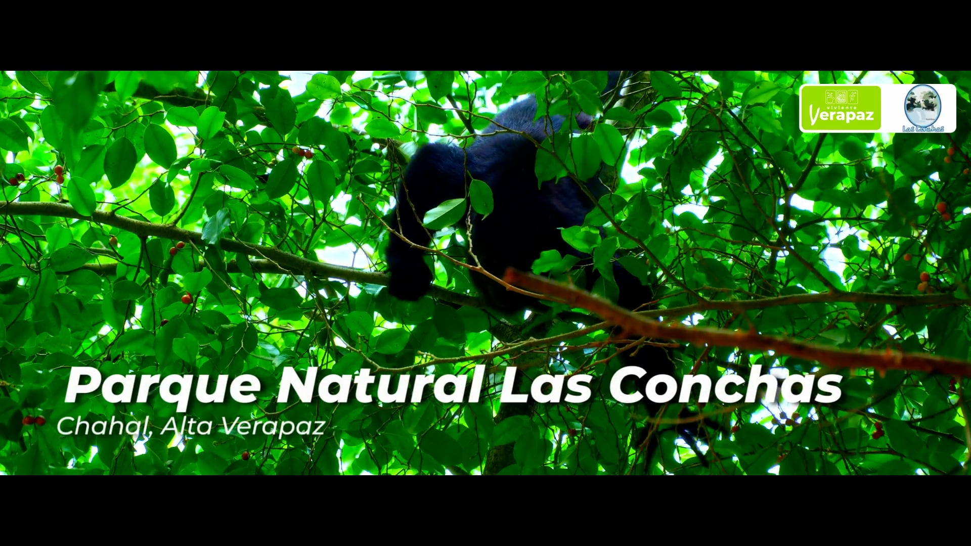 Viviente Verapaz, La Ruta Cobán: Capítulo 4