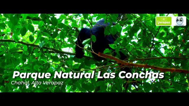 Viviente Verapaz, La Ruta Cobán: Capí...