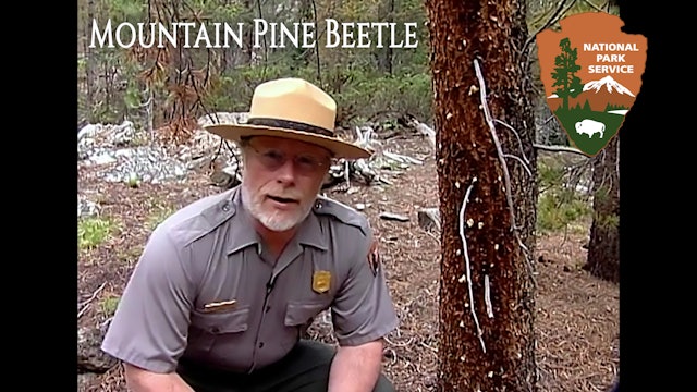 NPS Behind the Scenes: The Mountain Pine Beetle