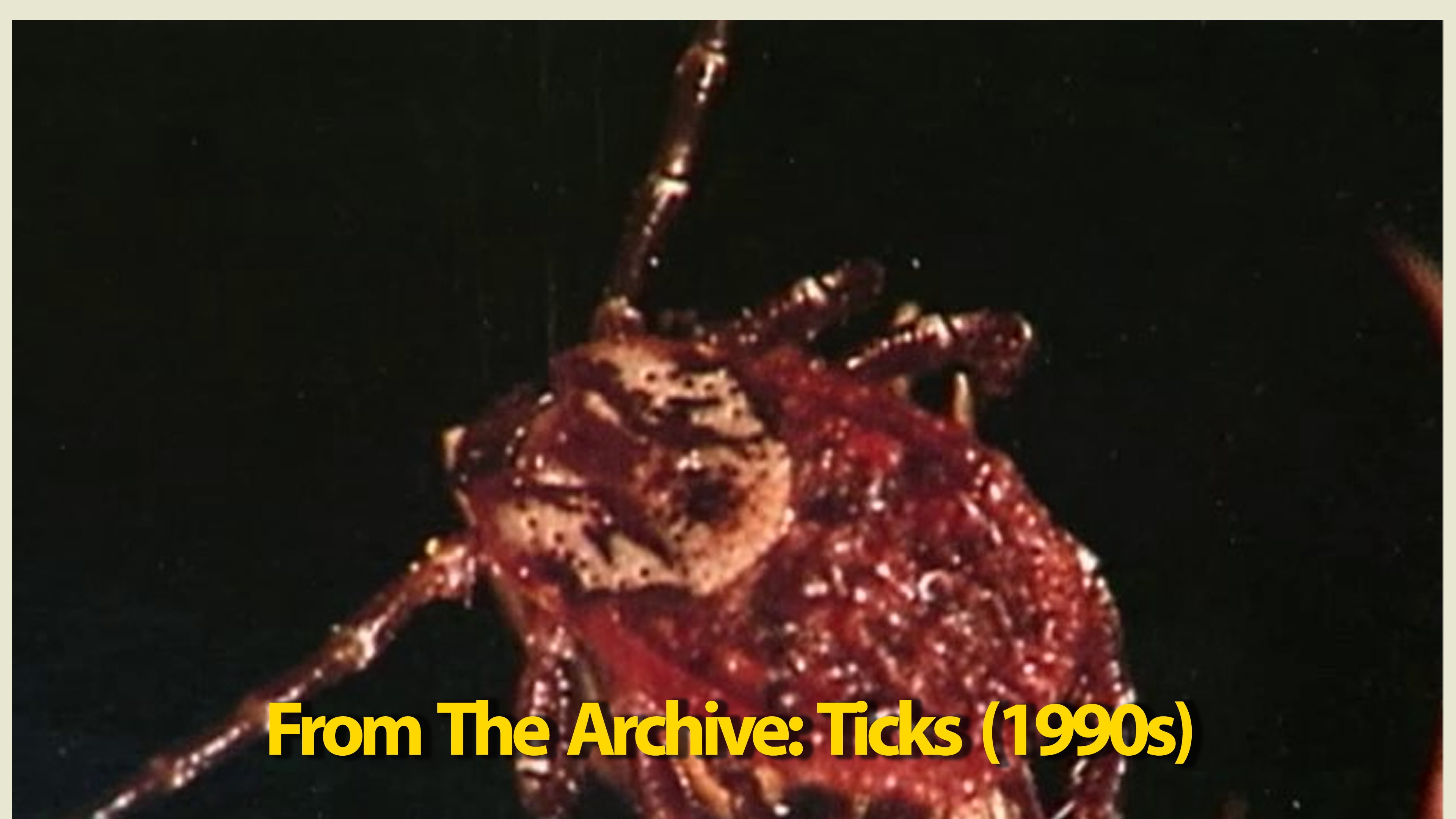 Archive: Ticks 90s