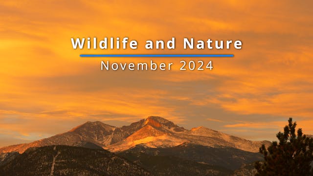 Wildlife & Nature - November 2024