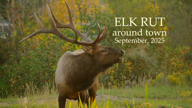 Elk Rut Around Town - September 2025