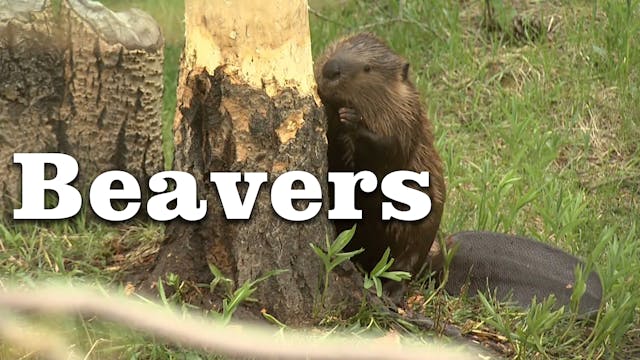 Beavers