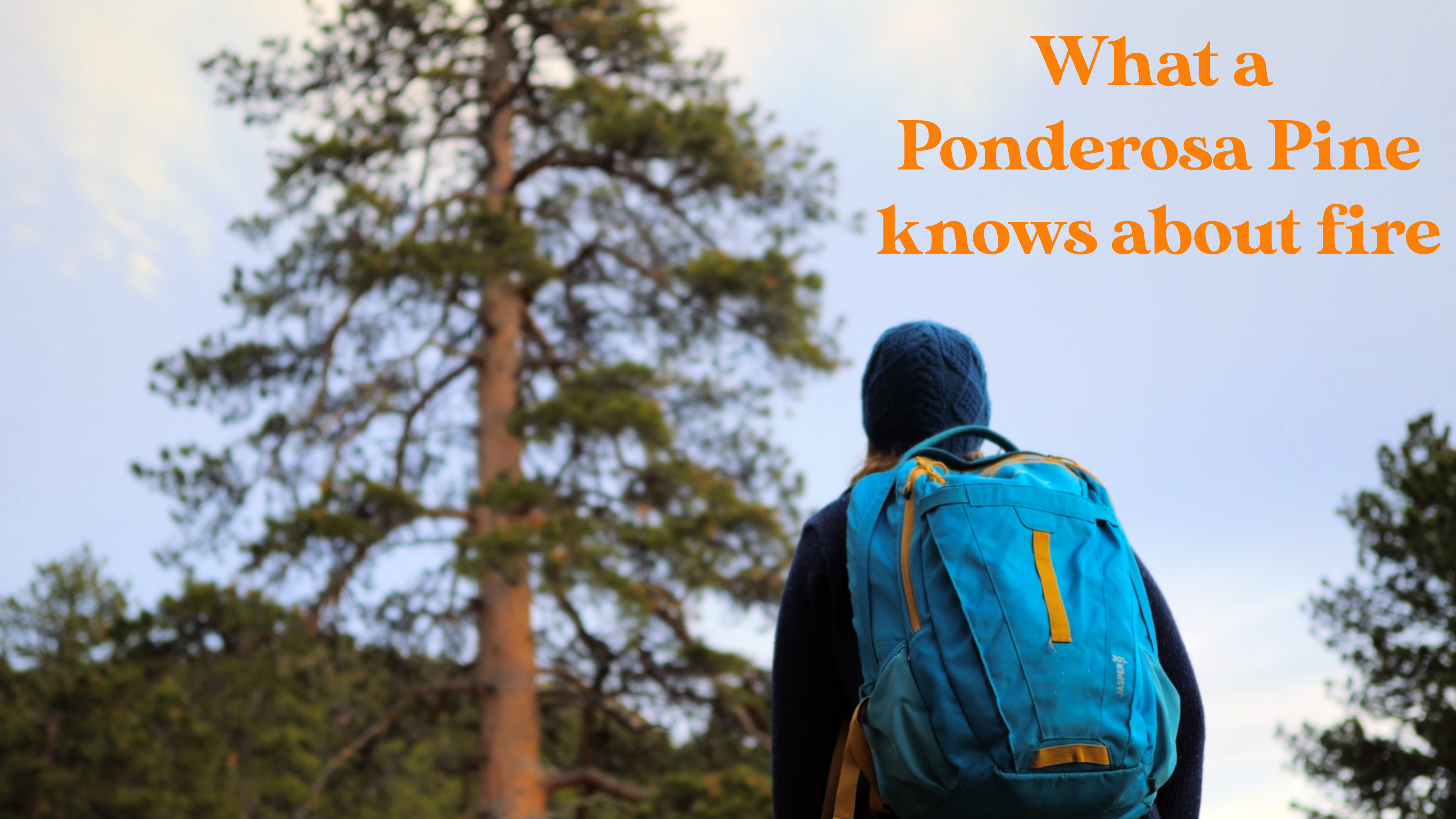 Ponderosa Pine Facts