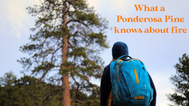 Ponderosa Pine Facts