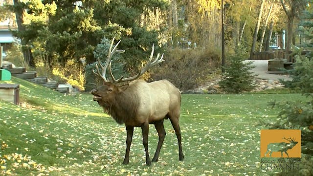 ELK FEST LOOP