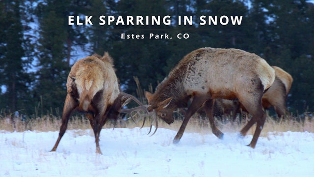 Elk Sparring in the Snow