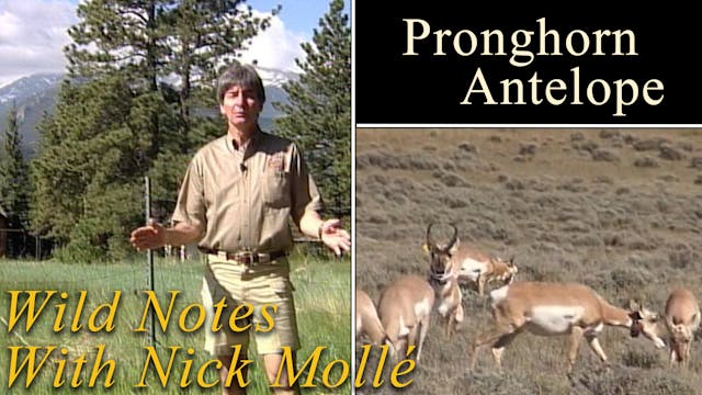 Wild Notes - Pronghorn Antelope