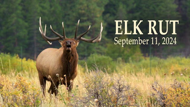 Elk Rut - September 11, 2024