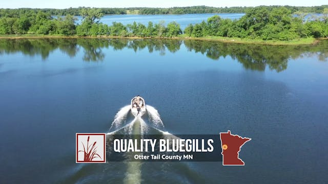 Quality Bluegill Initiative