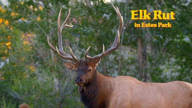 Elk Rut in Estes Park
