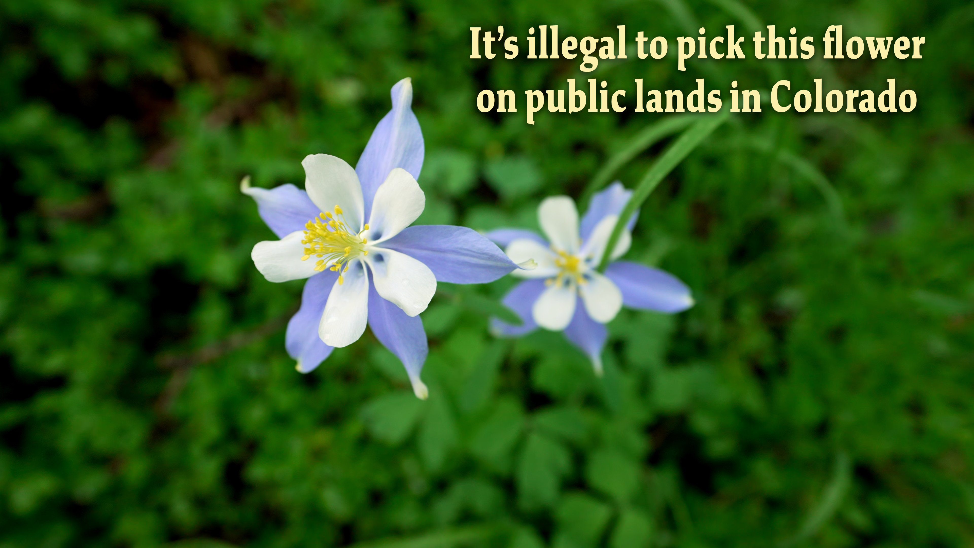 Columbine - Colorado's State Flower