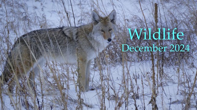 Wildlife - December 2024