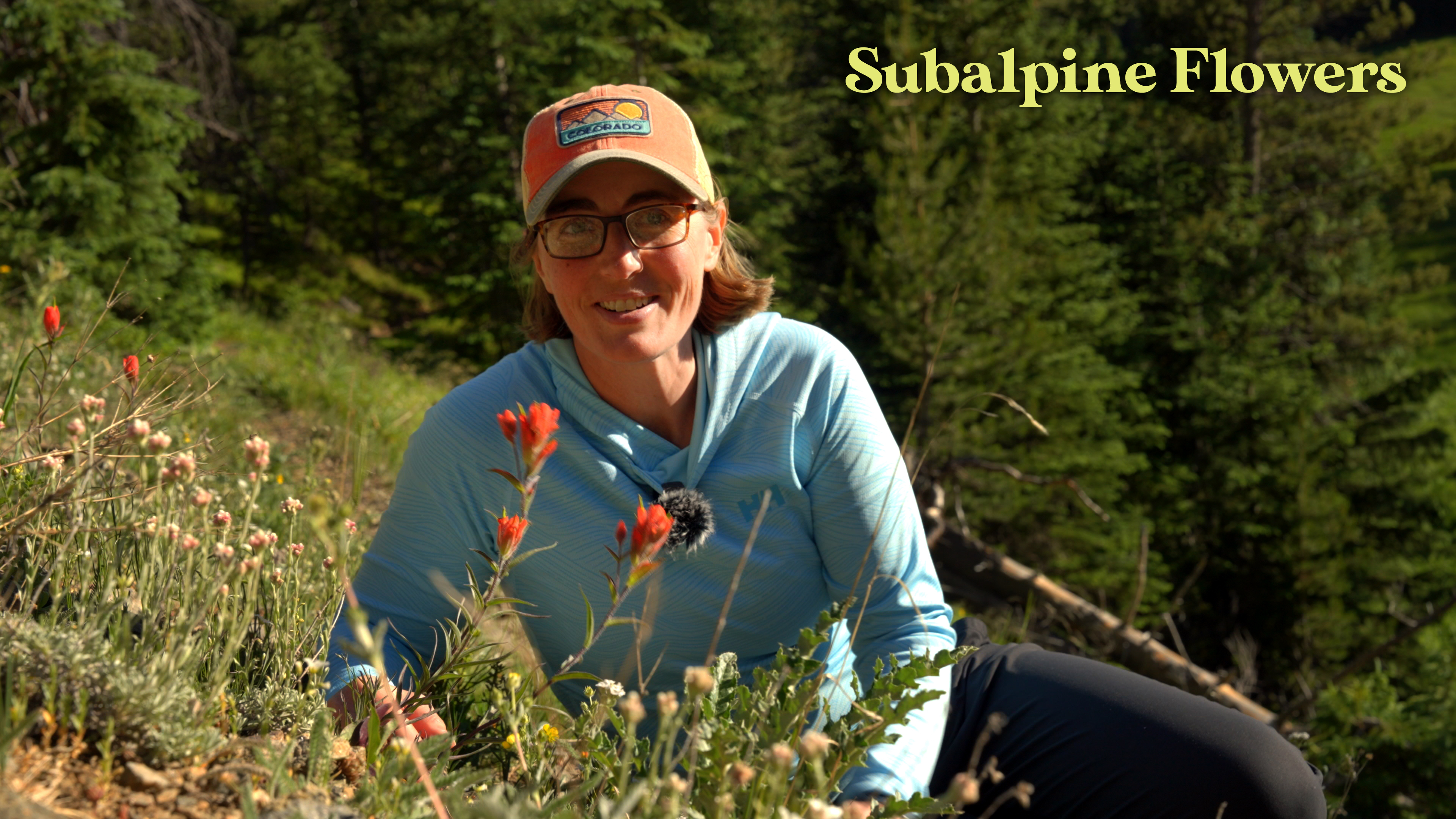 Subalpine Flowers