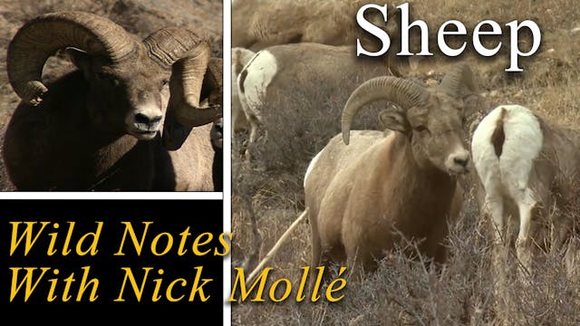 Wild Notes - Sheep