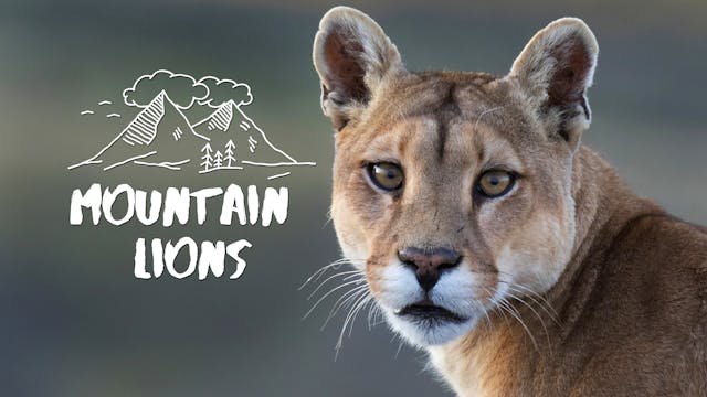 Do Estes Right - Mountain Lions