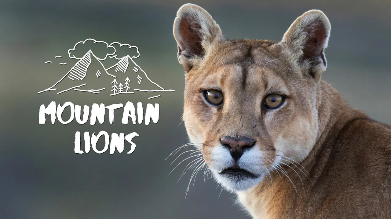 Do Estes Right - Mountain Lions - Rocky Mountain Channel