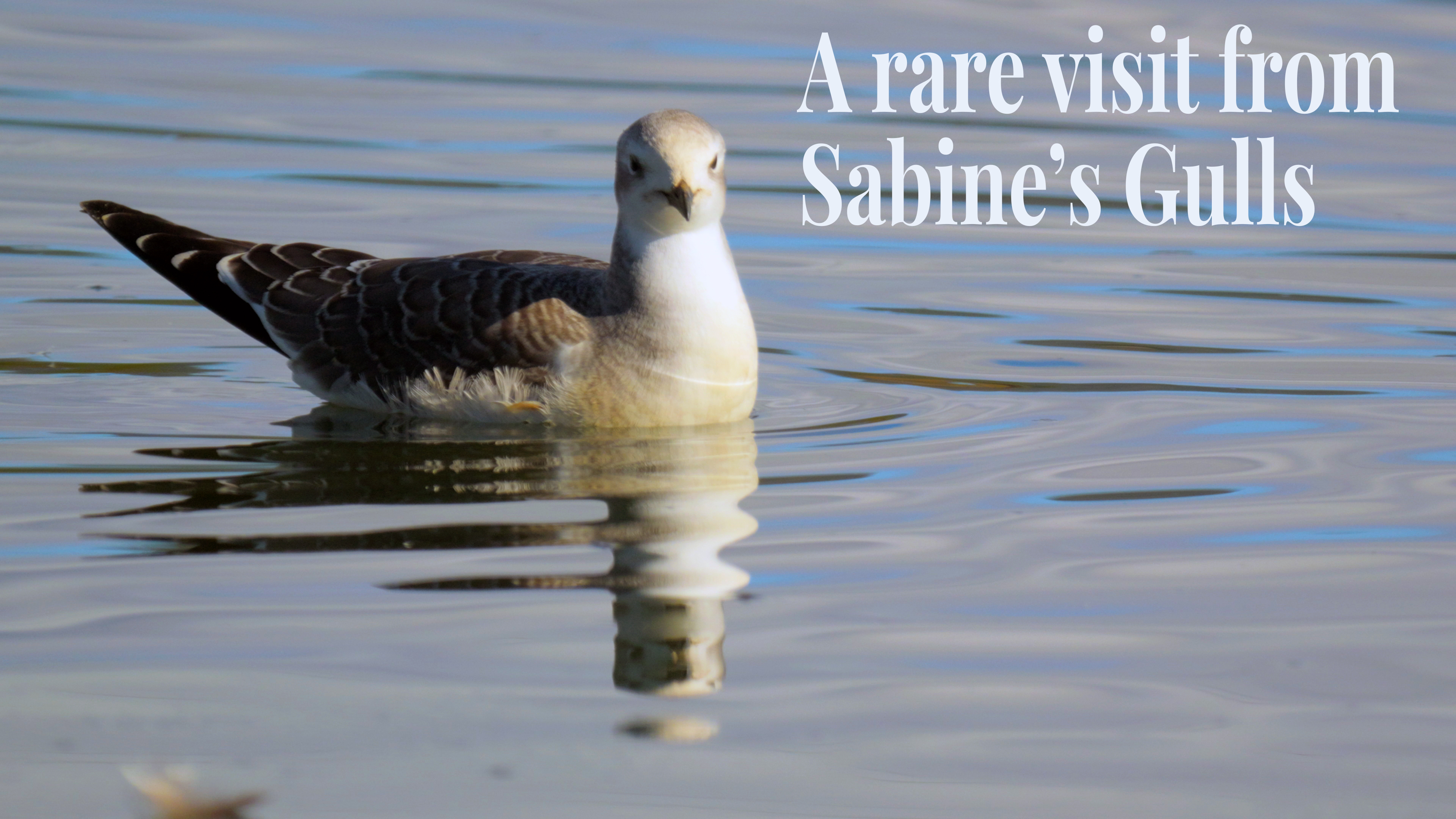 A rare visit from two Sabine's Gulls