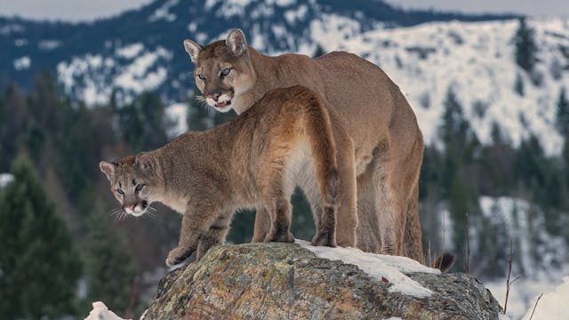 Update on recent Mountain Lion Attack