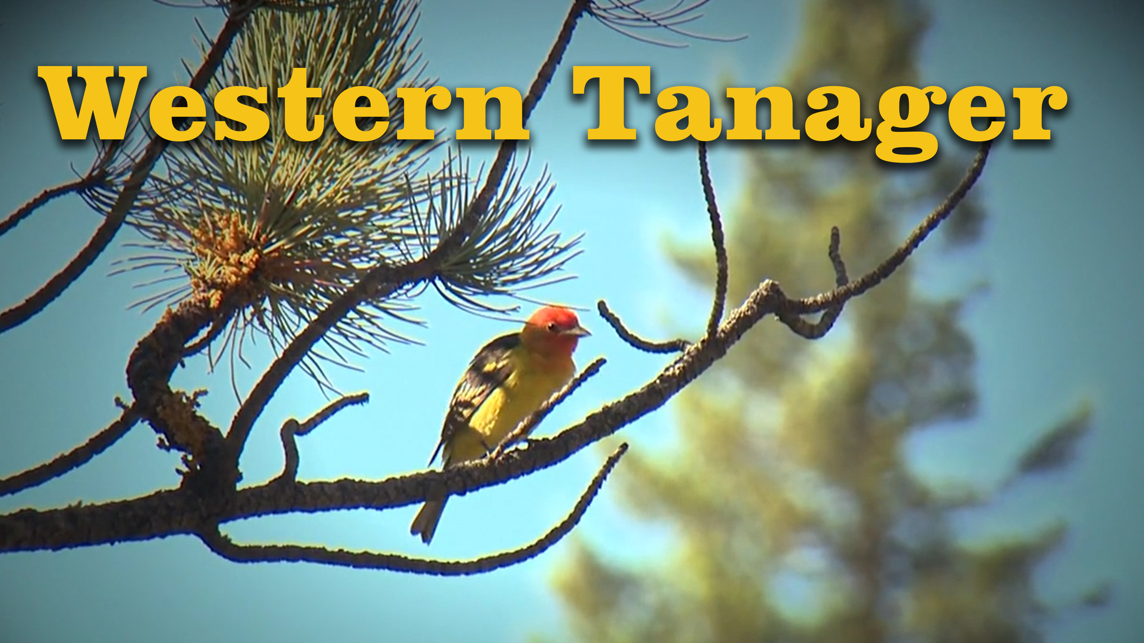 Western Tanager