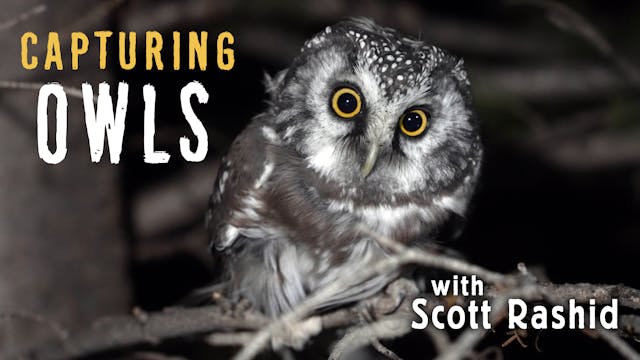 Capturing Owls with Scott Rashid