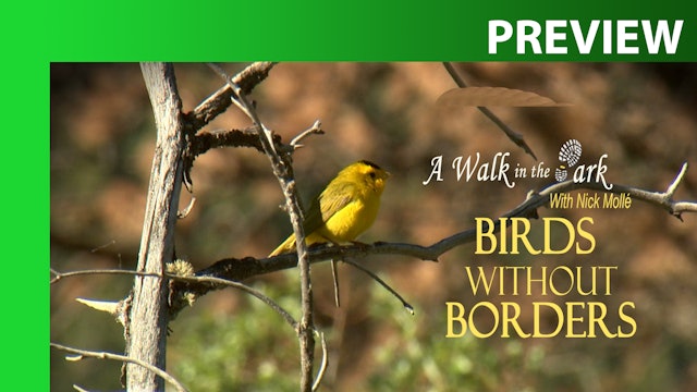 PREVIEW: Birds Without Borders