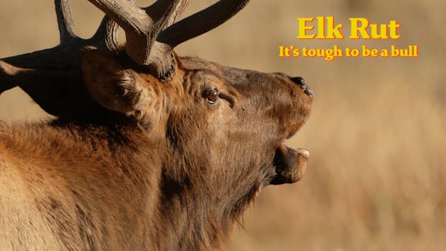 Elk Rut - It's tough to be a bull