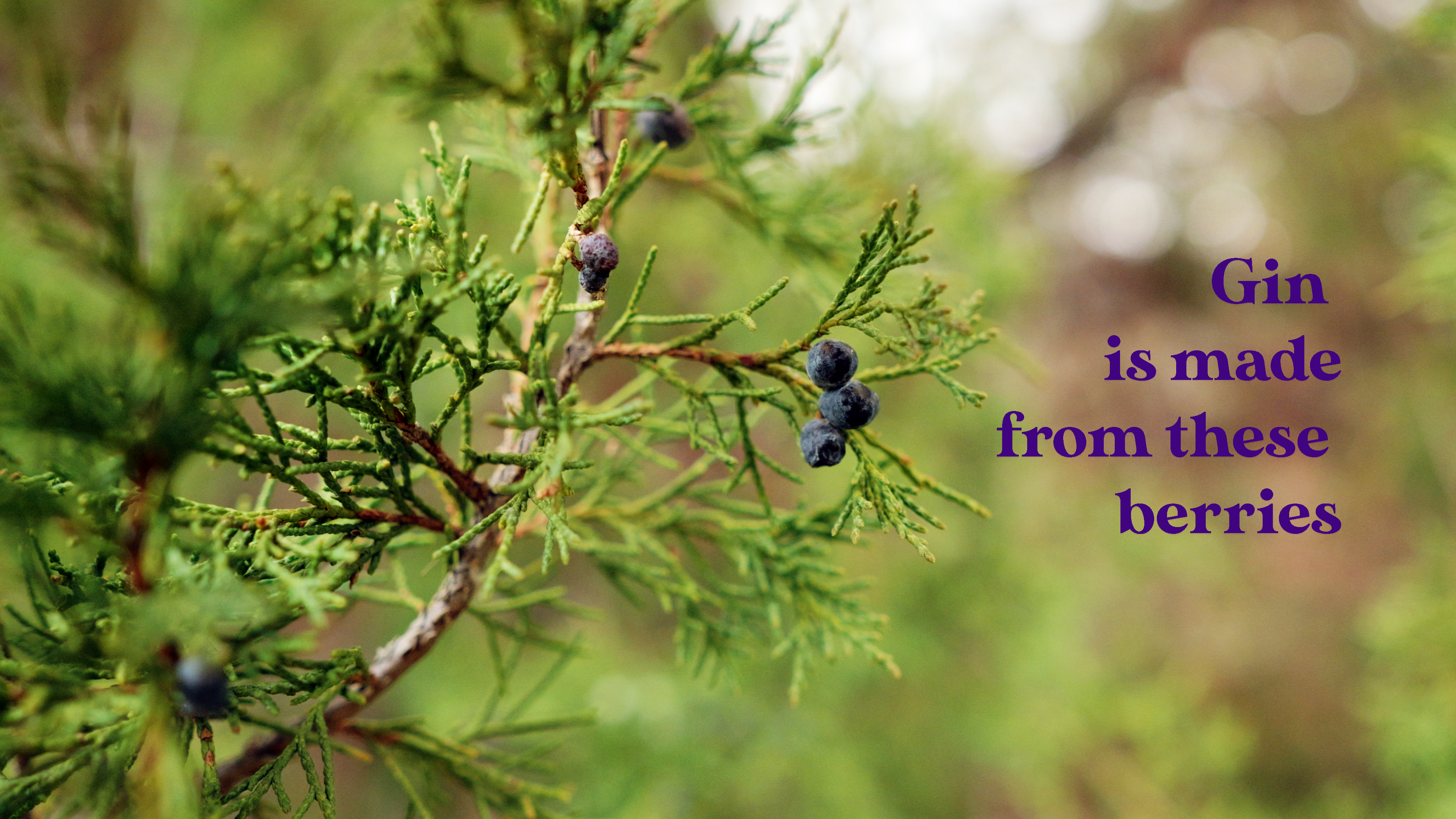 Rocky Mountain Juniper