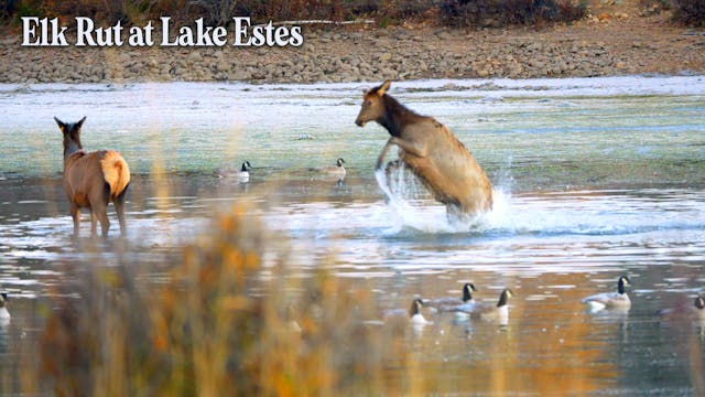 Elk Rut at Lake Estes
