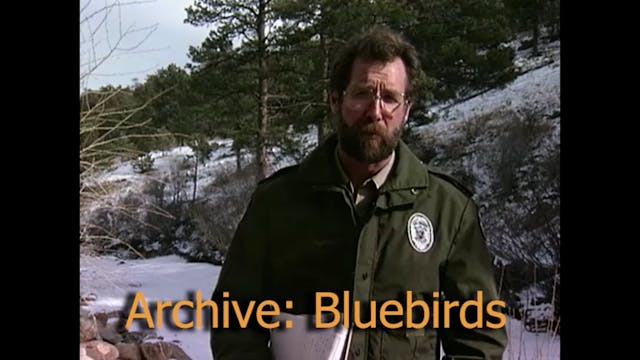 Bluebirds 90s