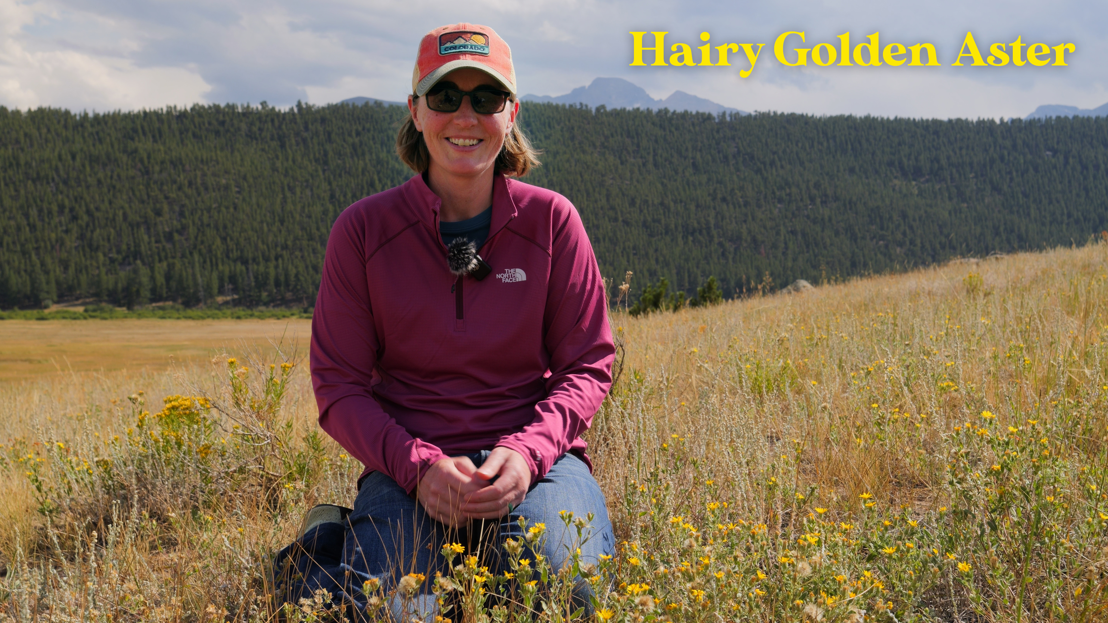 Hairy Golden Aster Flower