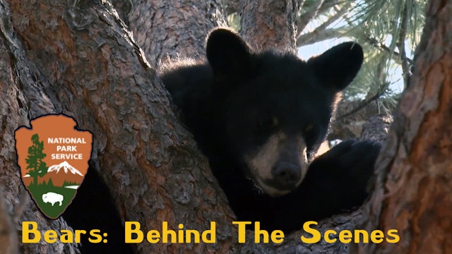 NPS Behind the Scenes: Bears