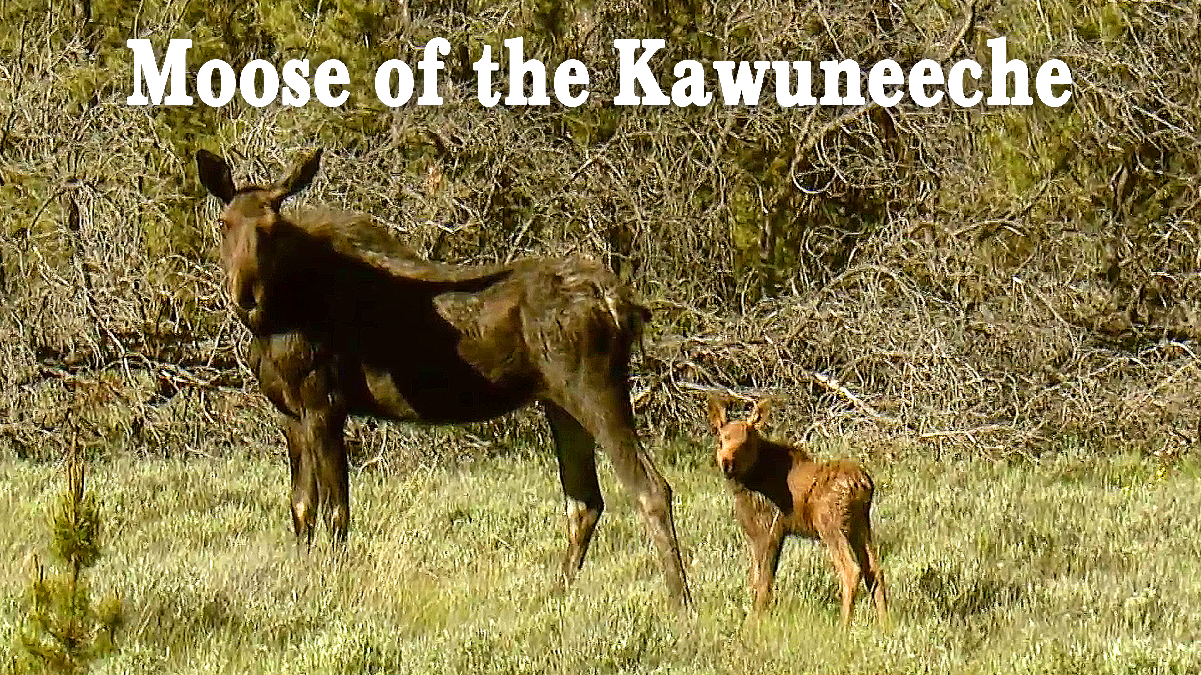 Wild Notes - The Moose of the Kawuneeche