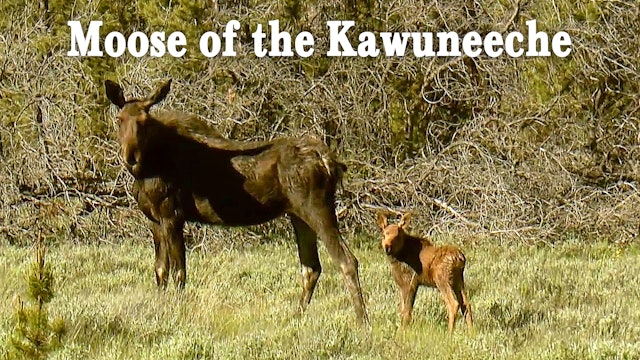 The Moose of the Kawuneeche