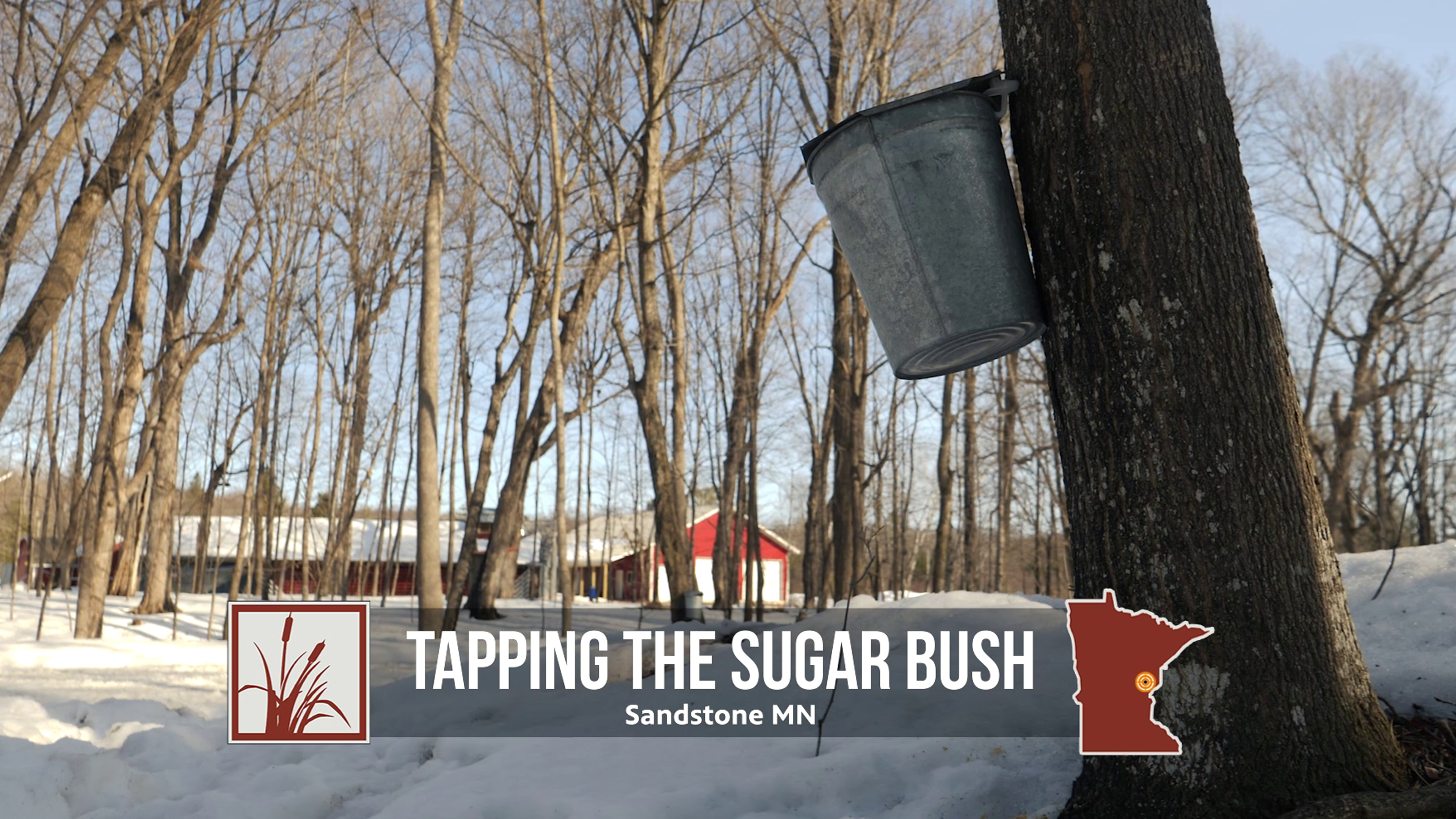 Tapping the Sugar Bush