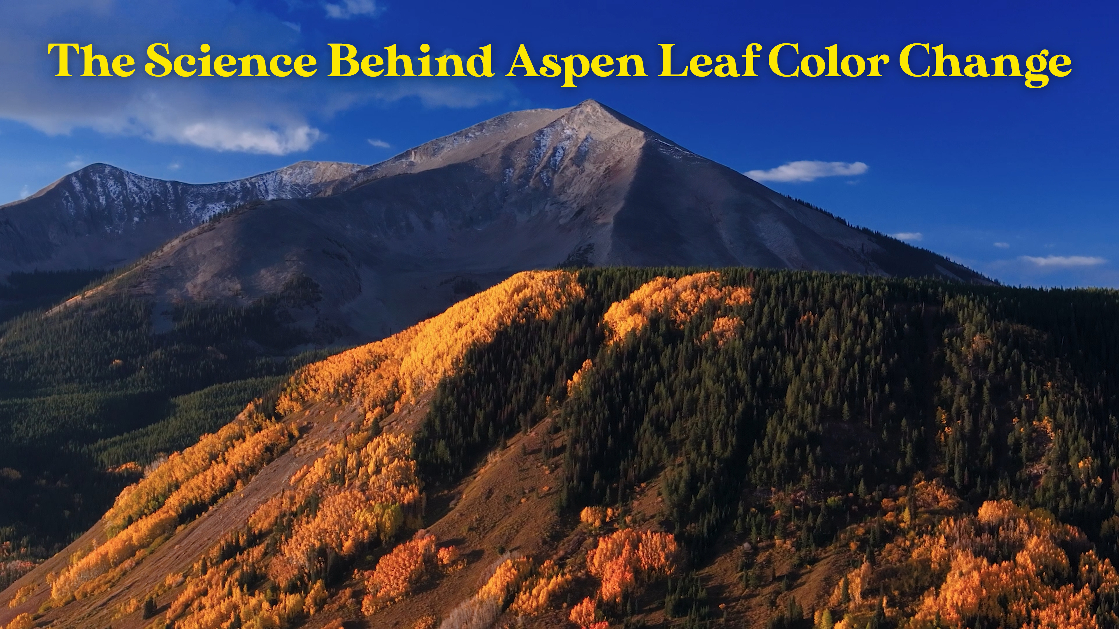 The Science Behind Aspen Leaf Color Change