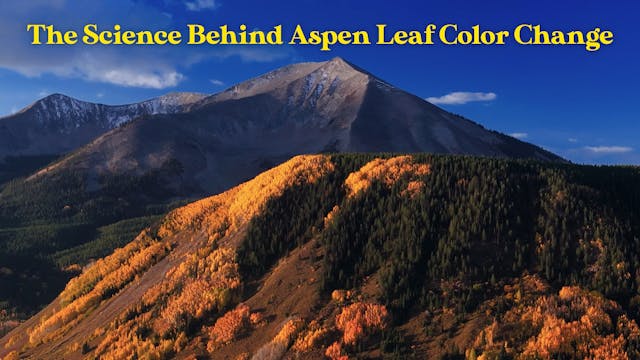 The Science Behind Aspen Leaf Color C...