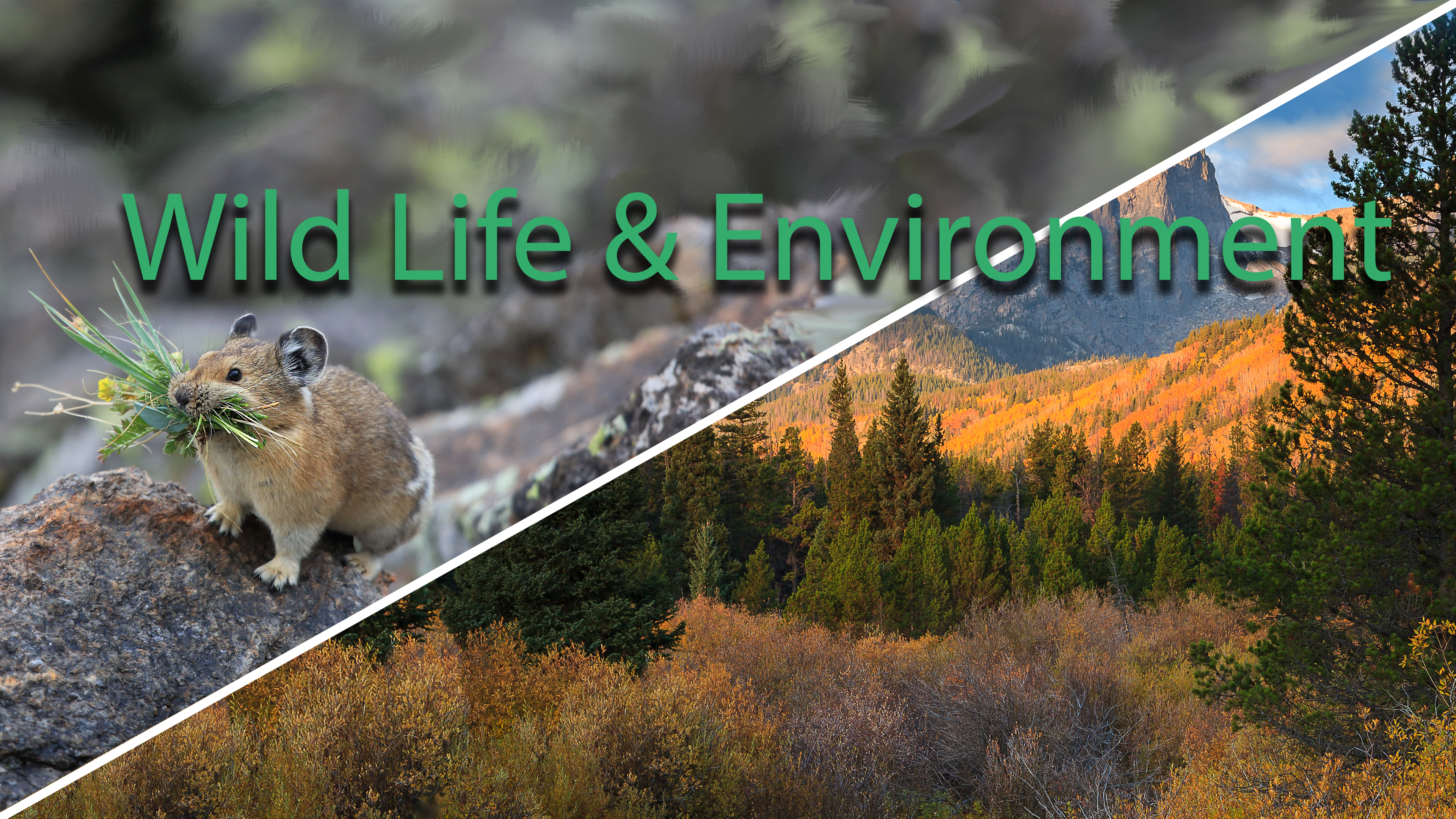 Wildlife & Environment