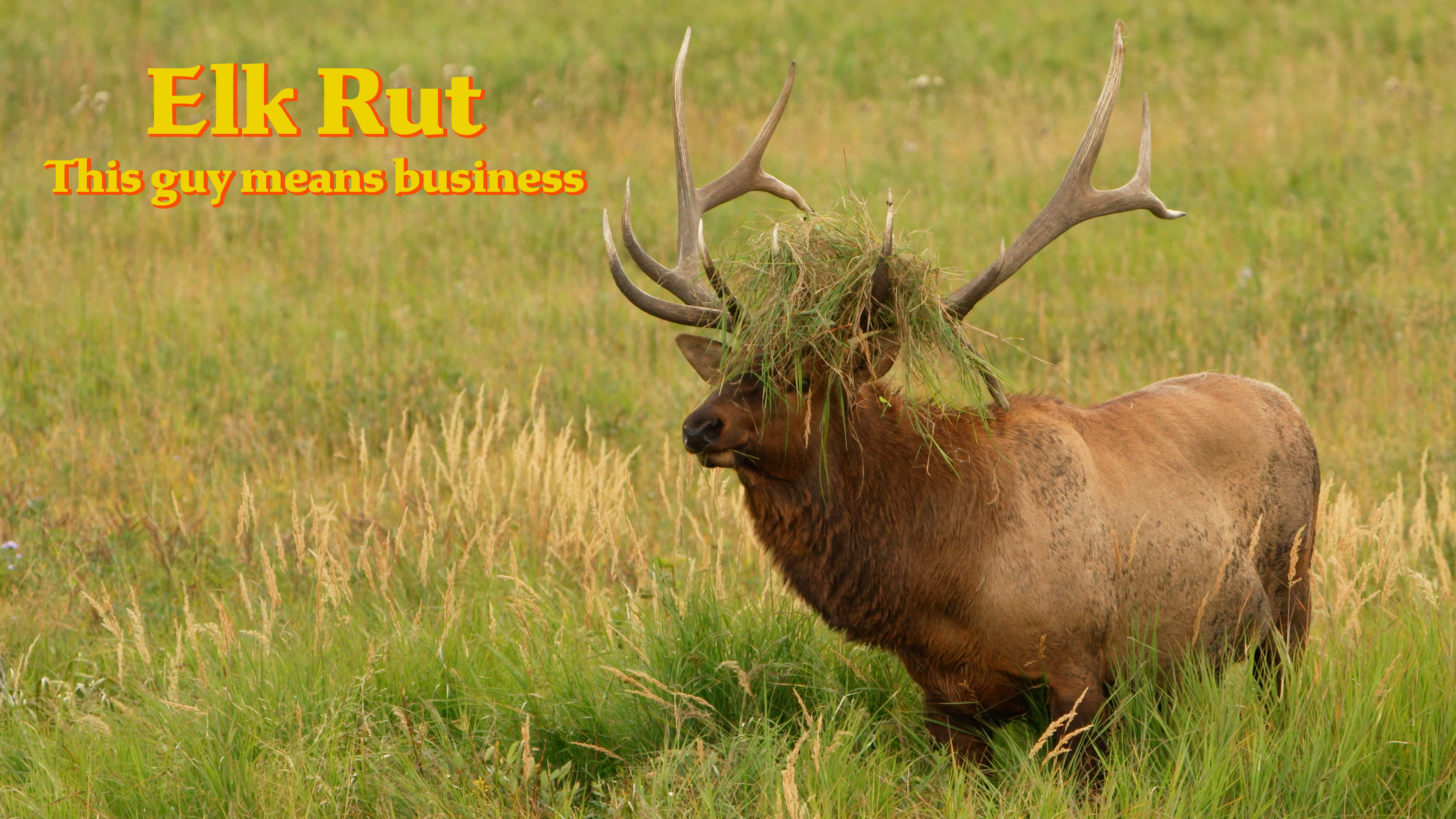 Elk Rut - September 9, 2023