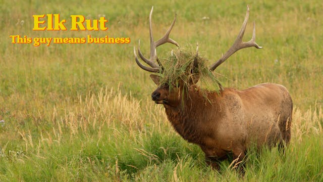 Elk Rut - September 9, 2023