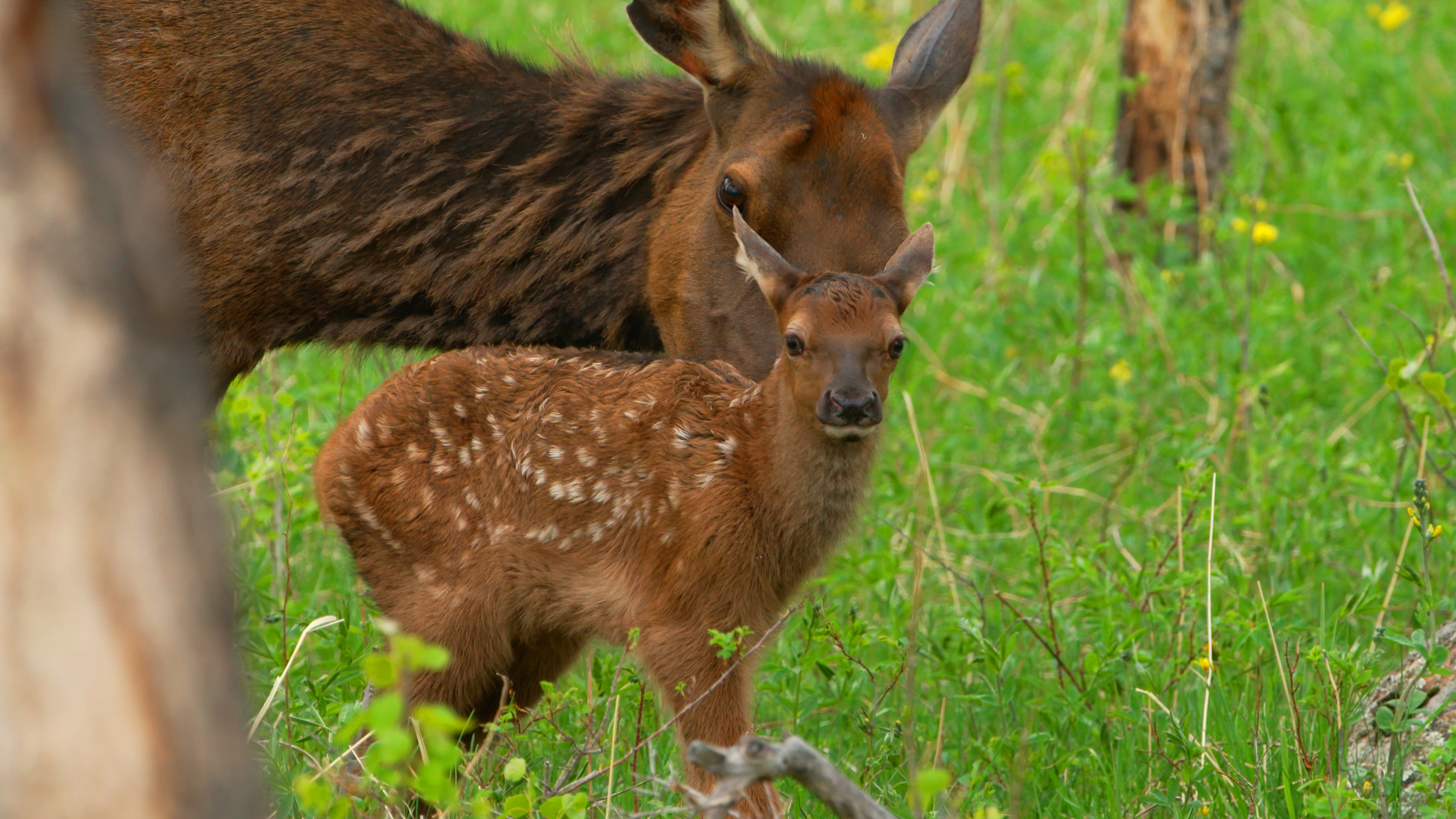 Elk Calves