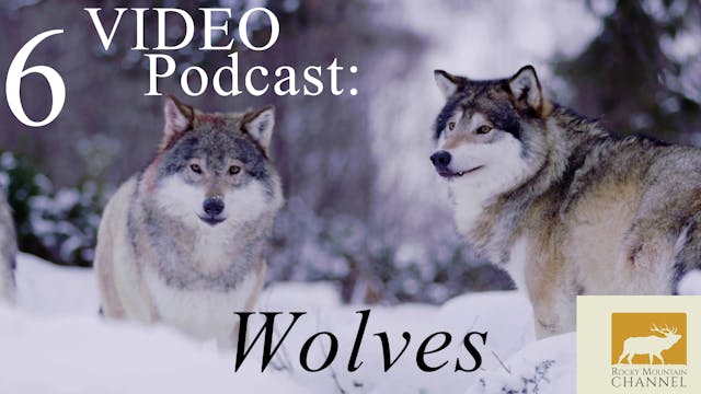 Video Podcast - Wolves