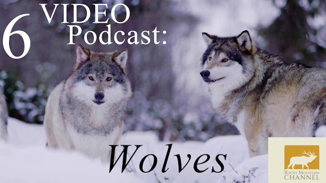 Video Podcast - Wolves