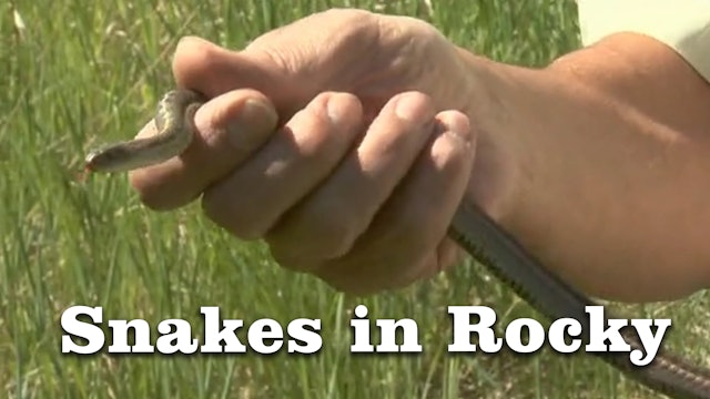 Snakes in Rocky