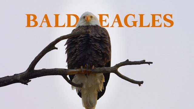 Bald Eagles