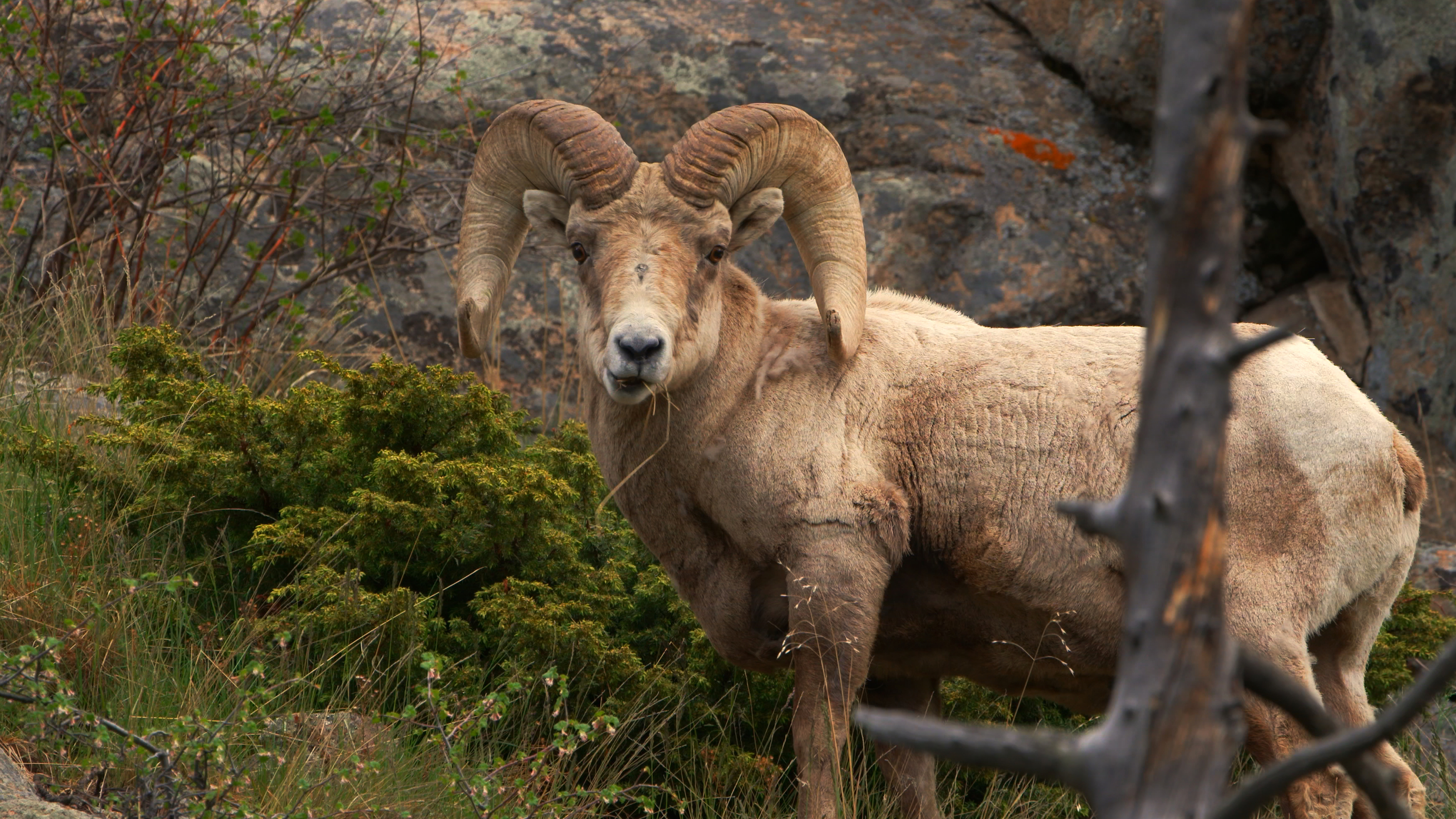 Wildlife in Rocky - May 2024